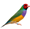 فنچ گلدین