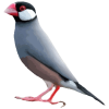 فنچ نرگس