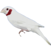 فنچ گلوبریده