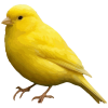 قناری