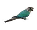 گیرینچیک
