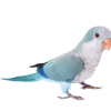 طوطی راهب