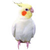 عروس هلندی