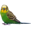 مرغ عشق