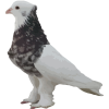 کبوتر