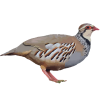 کبک