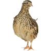 بلدرچین