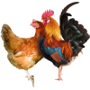 مرغ و خروس