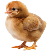 جوجه