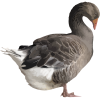 غاز