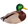 اردک